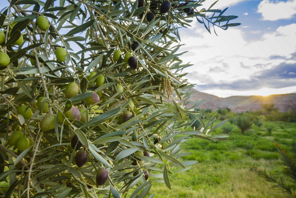فندق Ksar Ighnda آيت بن حدو المظهر الخارجي الصورة